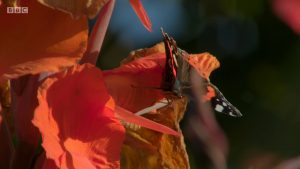 Screenshot from Gardener's World (episode 29, Sept 27, 2019)