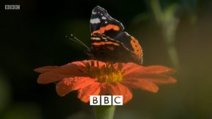 Screenshot from Gardener's World (episode 29, Sept 27, 2019)