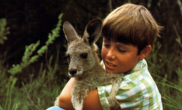 NON-HUMAN PERFORMANCE, MISE-EN-SCENE AND THE TRANSNATIONAL: SKIPPY THE BUSH KANGAROO by Jonathan Bignell